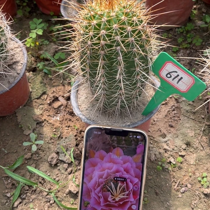 611,毛花柱粉桃精灵微瑕