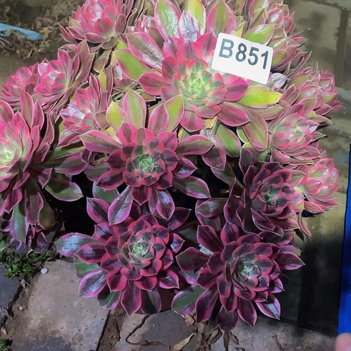 多肉法师851号浣纱不包损