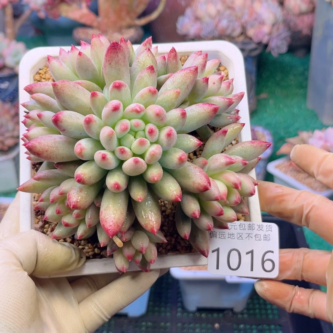 大1016:）z g z g x h b