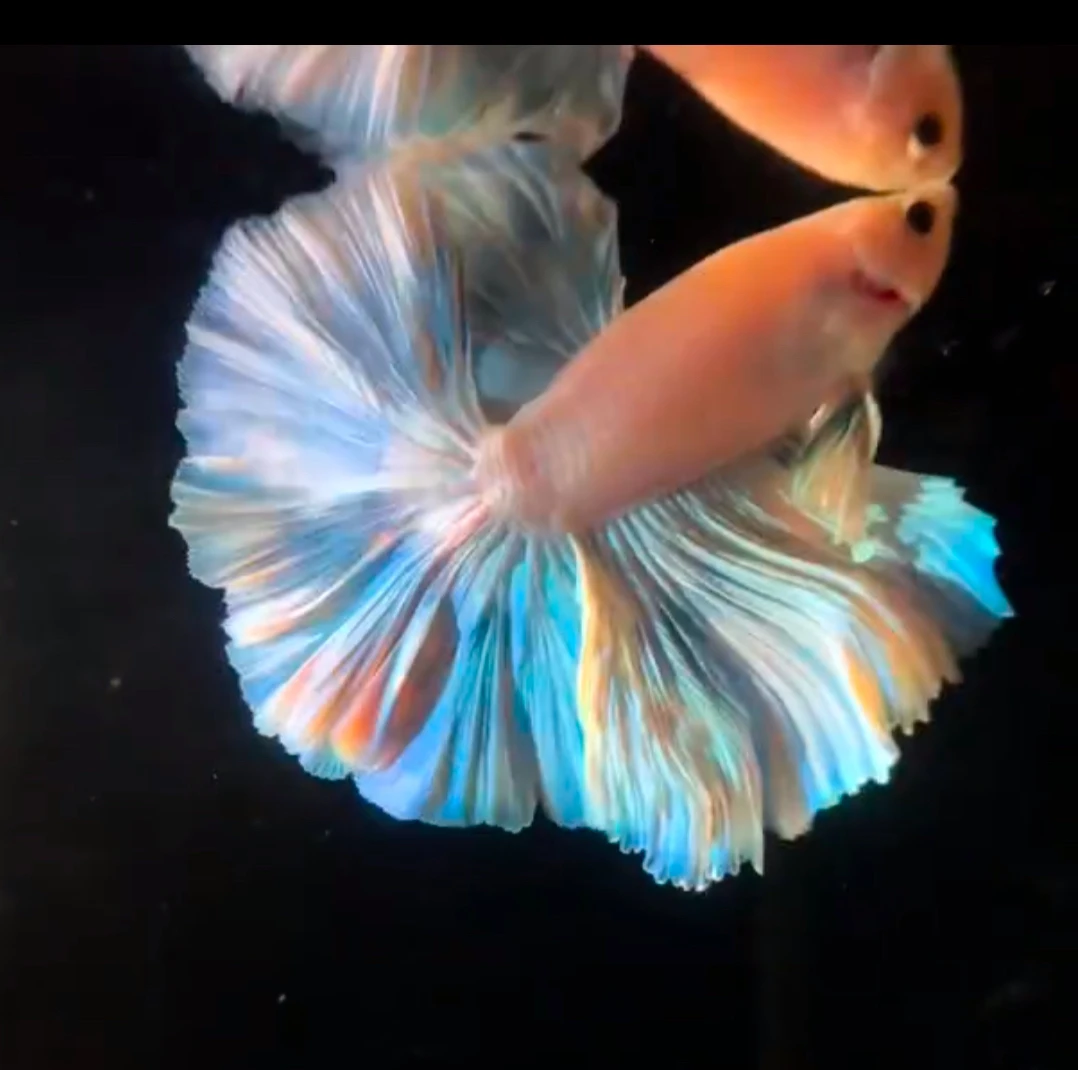 斗鱼001-050编号航创水族