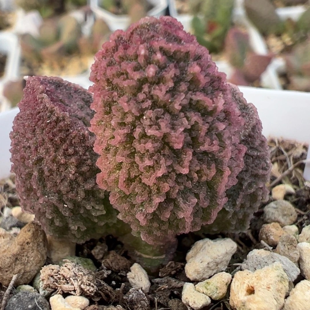 实生新品单头纯木质桩