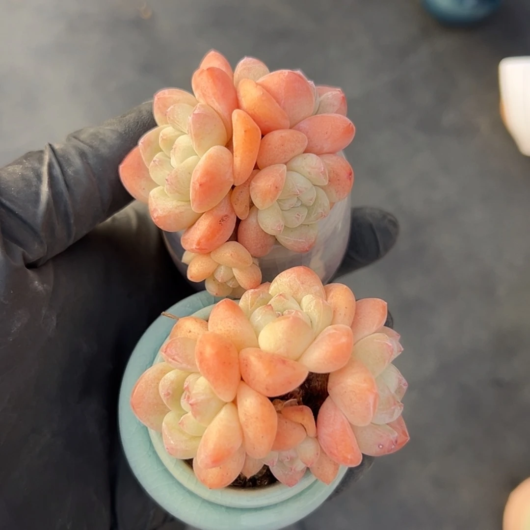 俩个四头冰玉带盆发