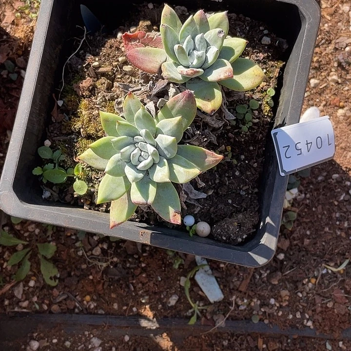 ?*雷厚叶苹果老桩10452