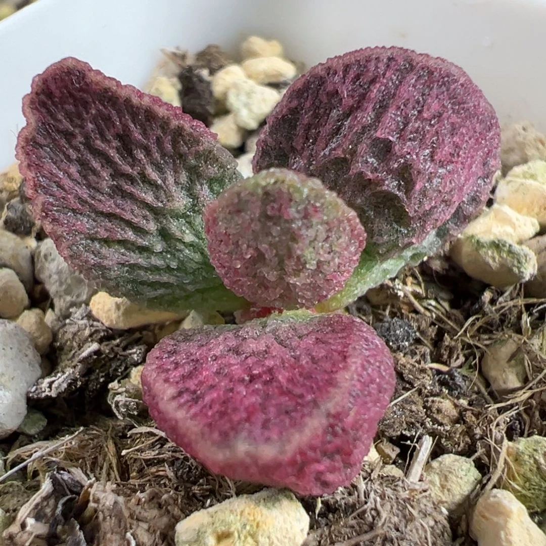 实生新品单头纯木质桩多肉植物
