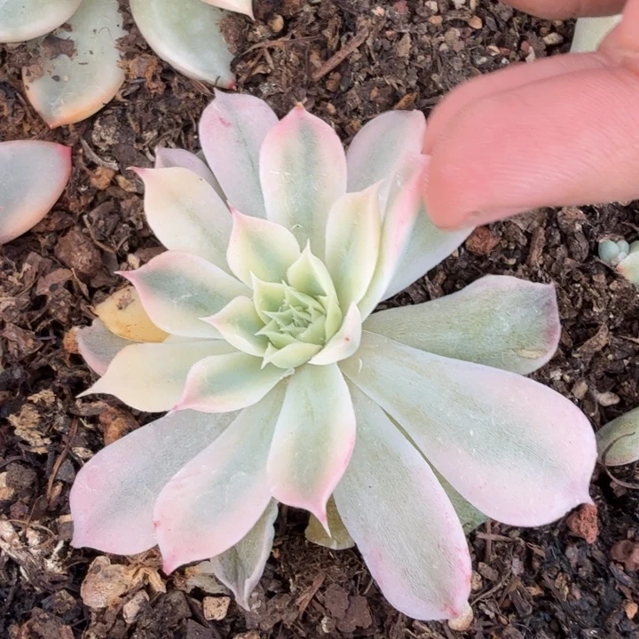 海琳娜锦多肉植物