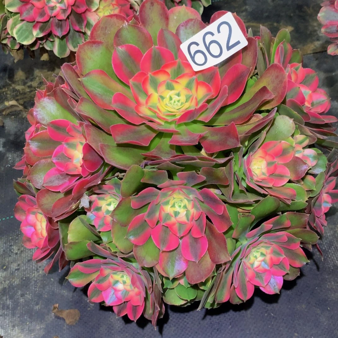 法师多肉植物662香妃