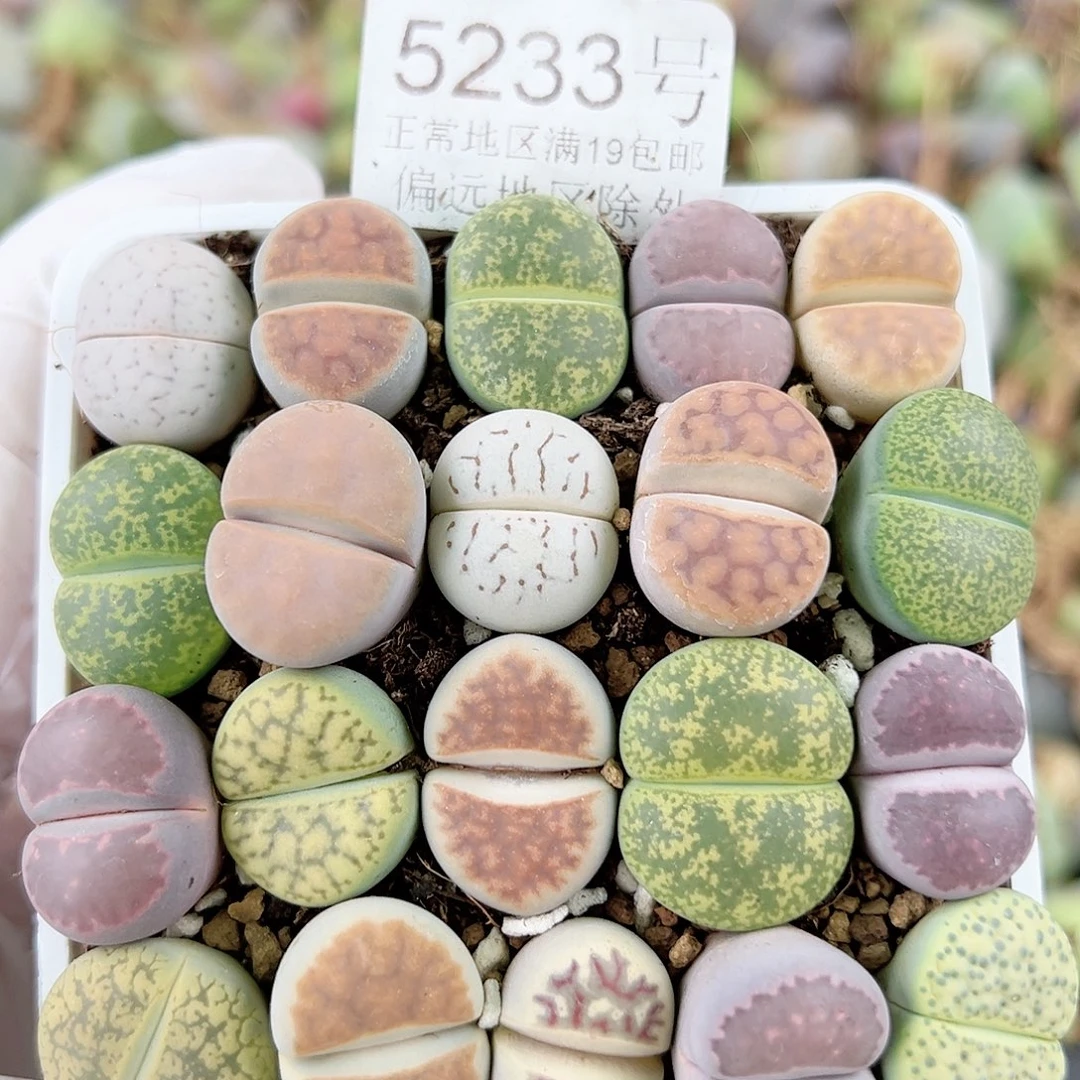 5233 好养易活生石花大母本