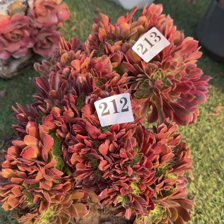 法师锦缀化213.212