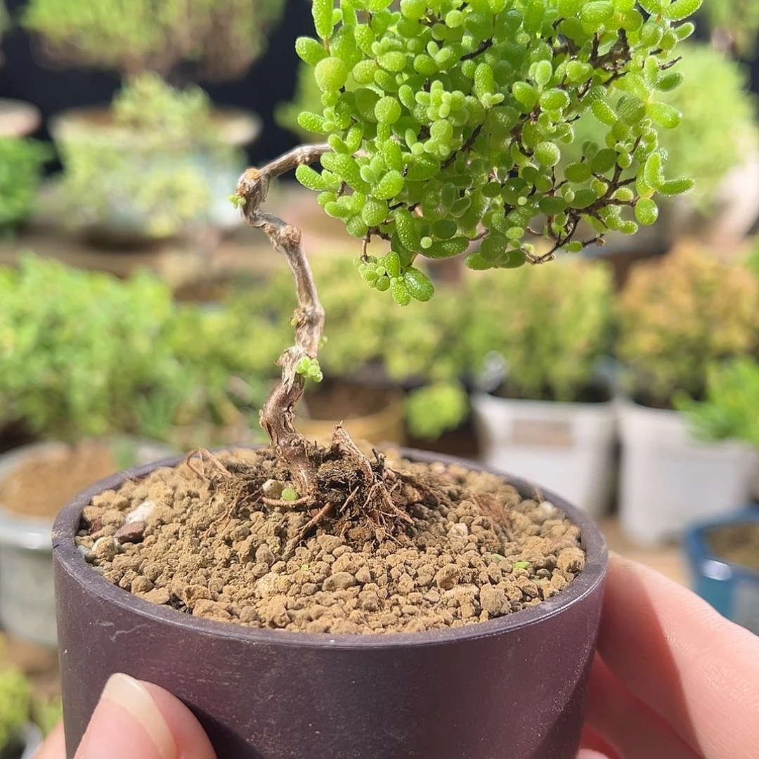 008蜜橘个性造型老桩