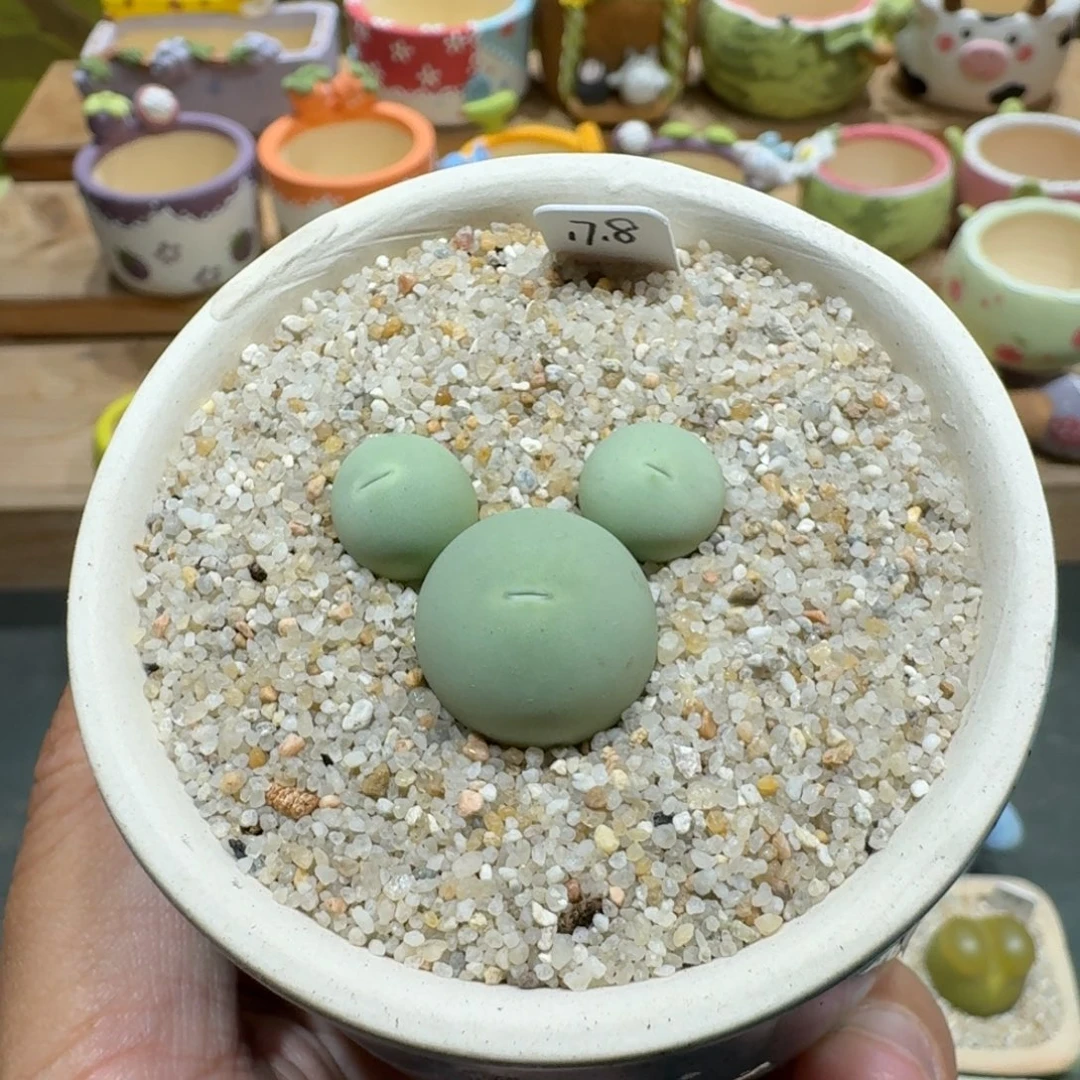 蘑菇1096鸽子蛋多肉植物