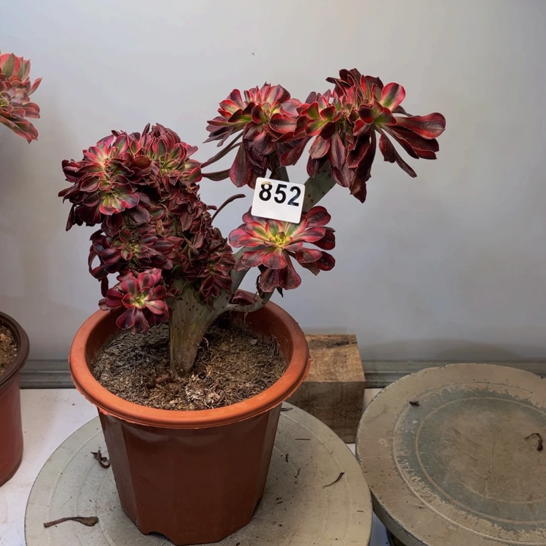 多肉植物香奈儿缀852