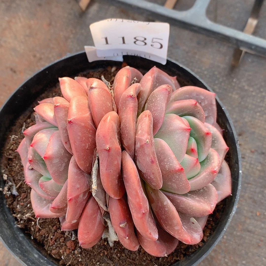 【闪购商品】云1185号Q橙9厘米