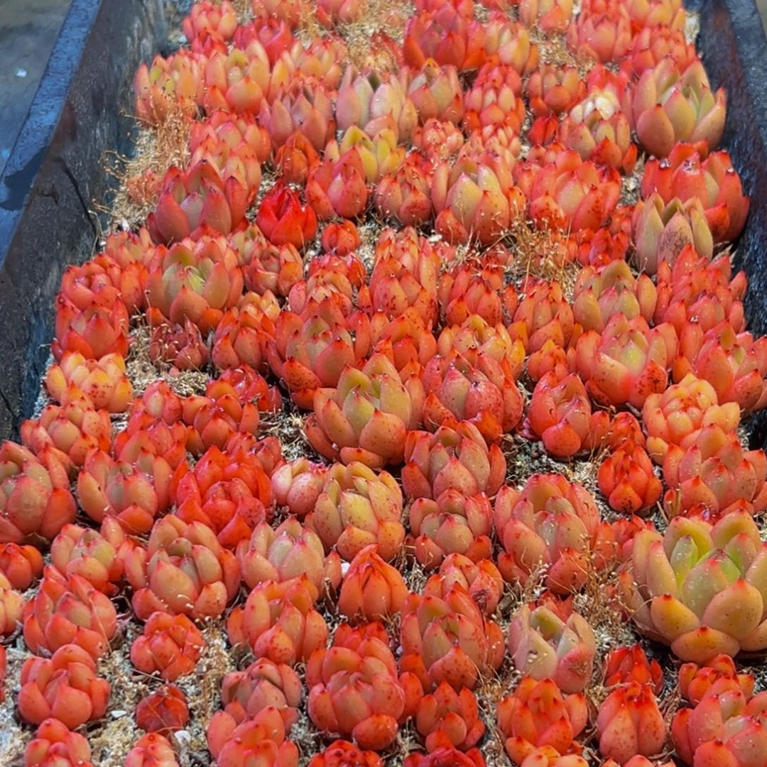 844多肉葡萄的味道是真的很