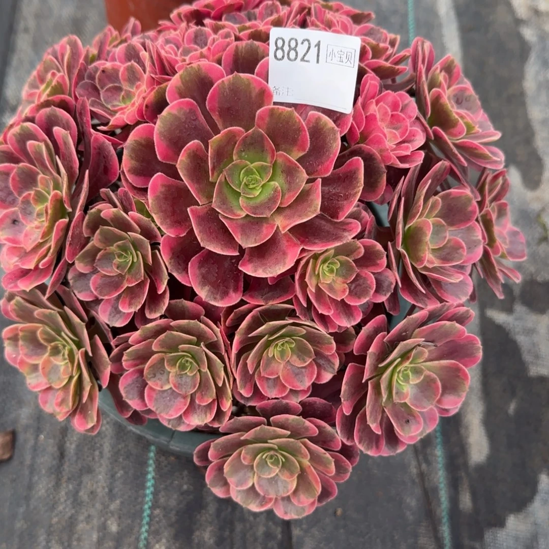 用***晴8821多肉凤冠多肉