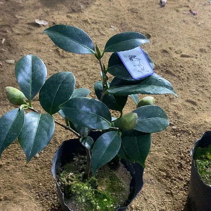 友之浦茶花 带苞 有分枝