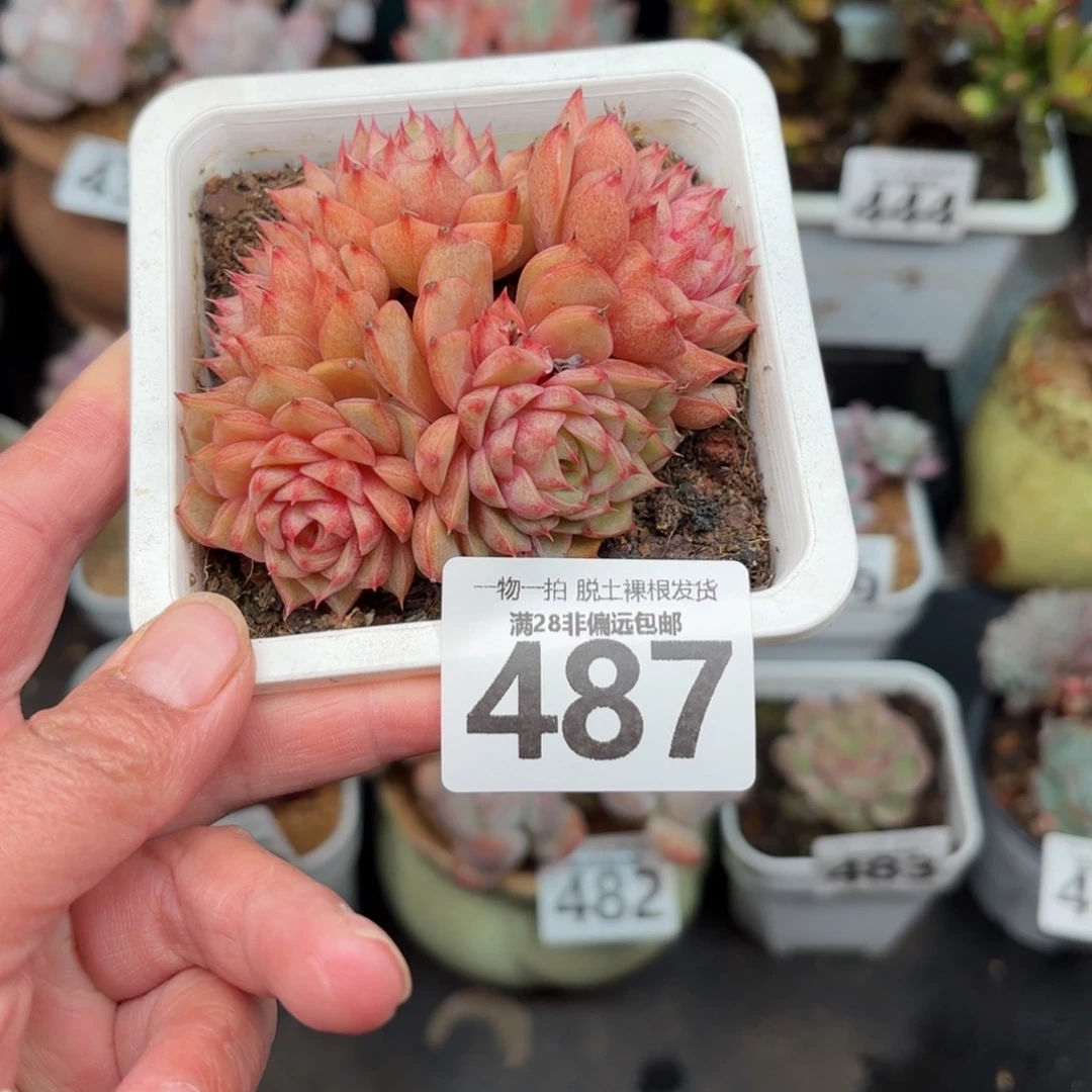 笨吧群生无盆土发货