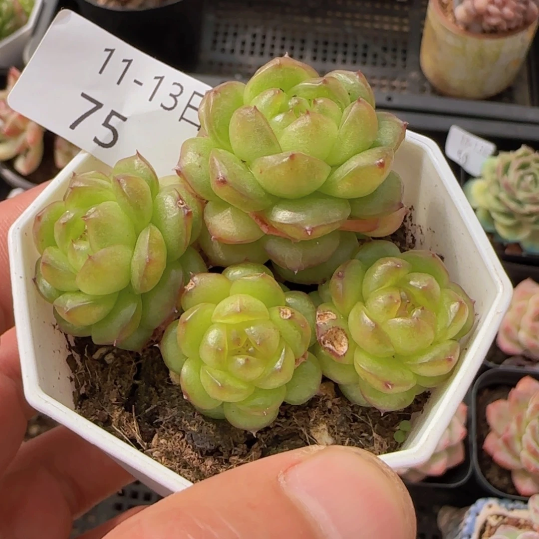 灯泡珍妮四头一颗