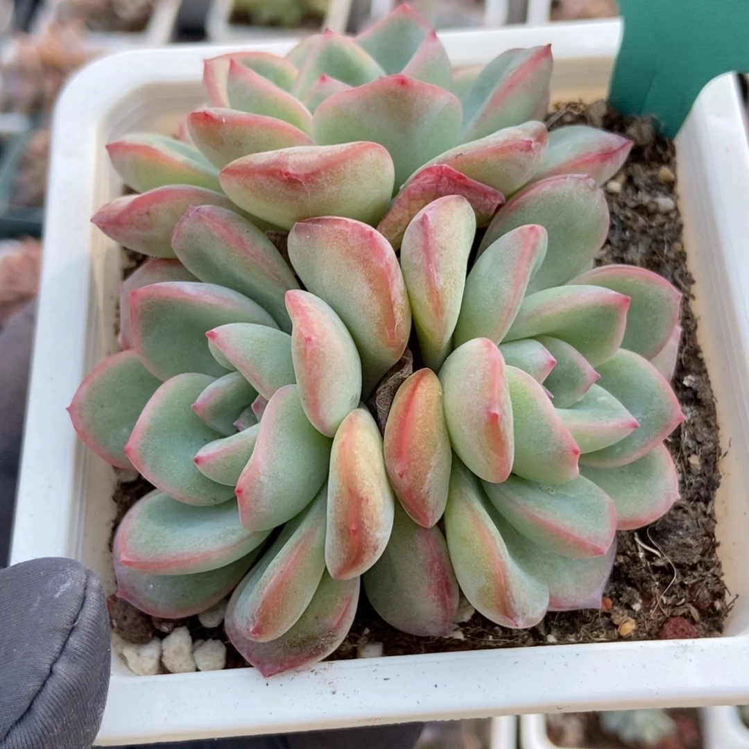 1562泡芙多肉植物