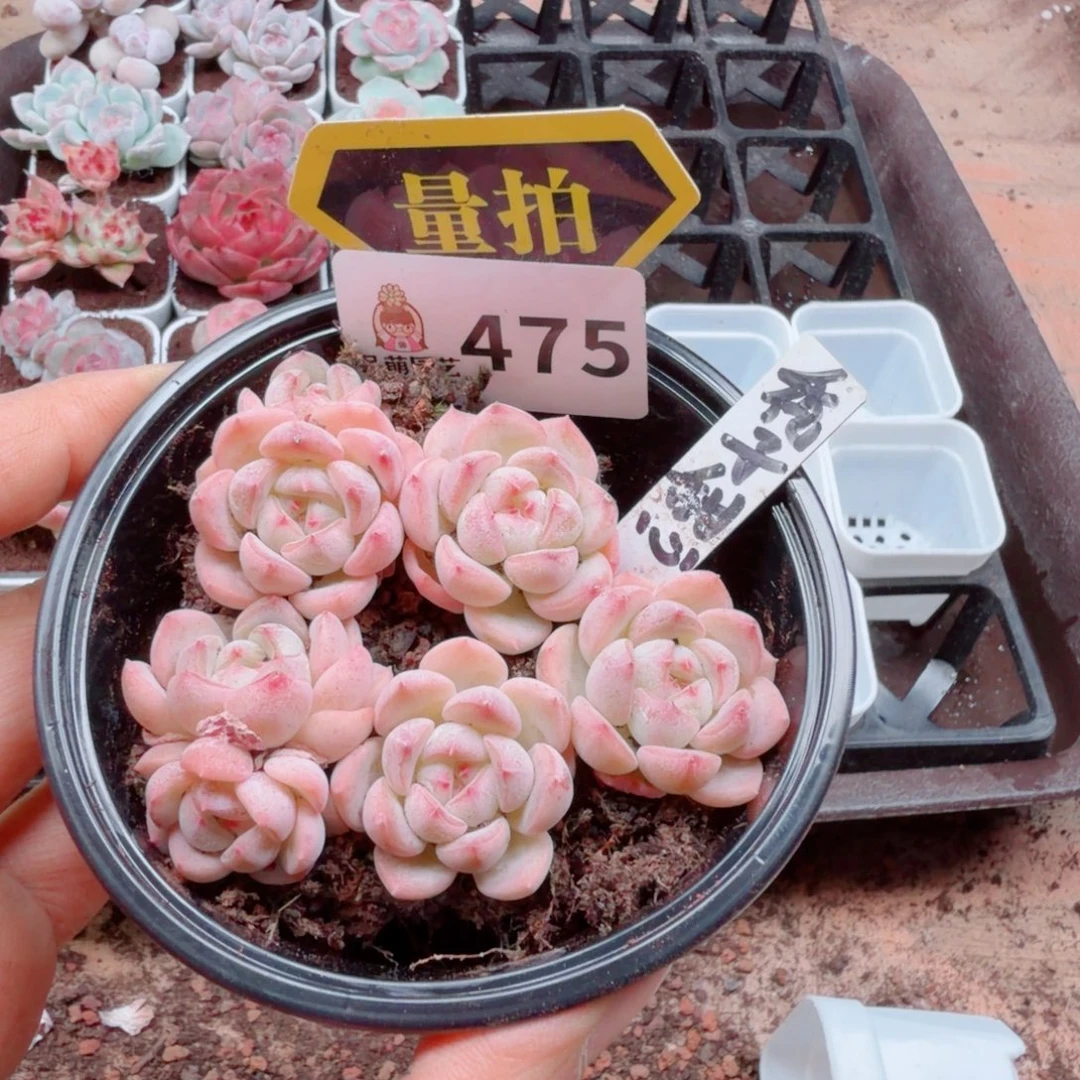 多肉植物多肉植物