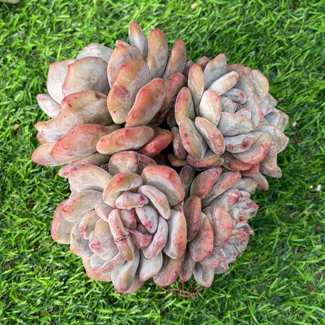 星影石化8头掐心繁殖