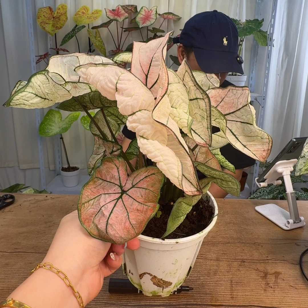 水***菜无花朵粉水晶    1468
