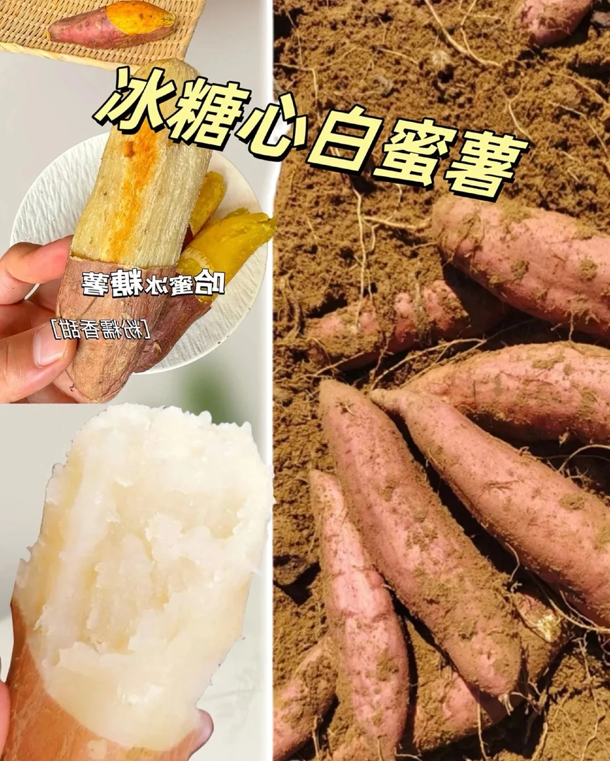 《顺丰包邮》只发新疆石河子本地冰糖心白蜜薯超甜流密
