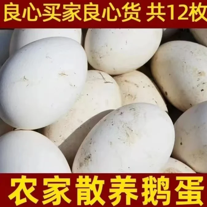 【到手20枚】新鲜大鹅蛋每天现捡孕妇宝宝放心大鹅蛋