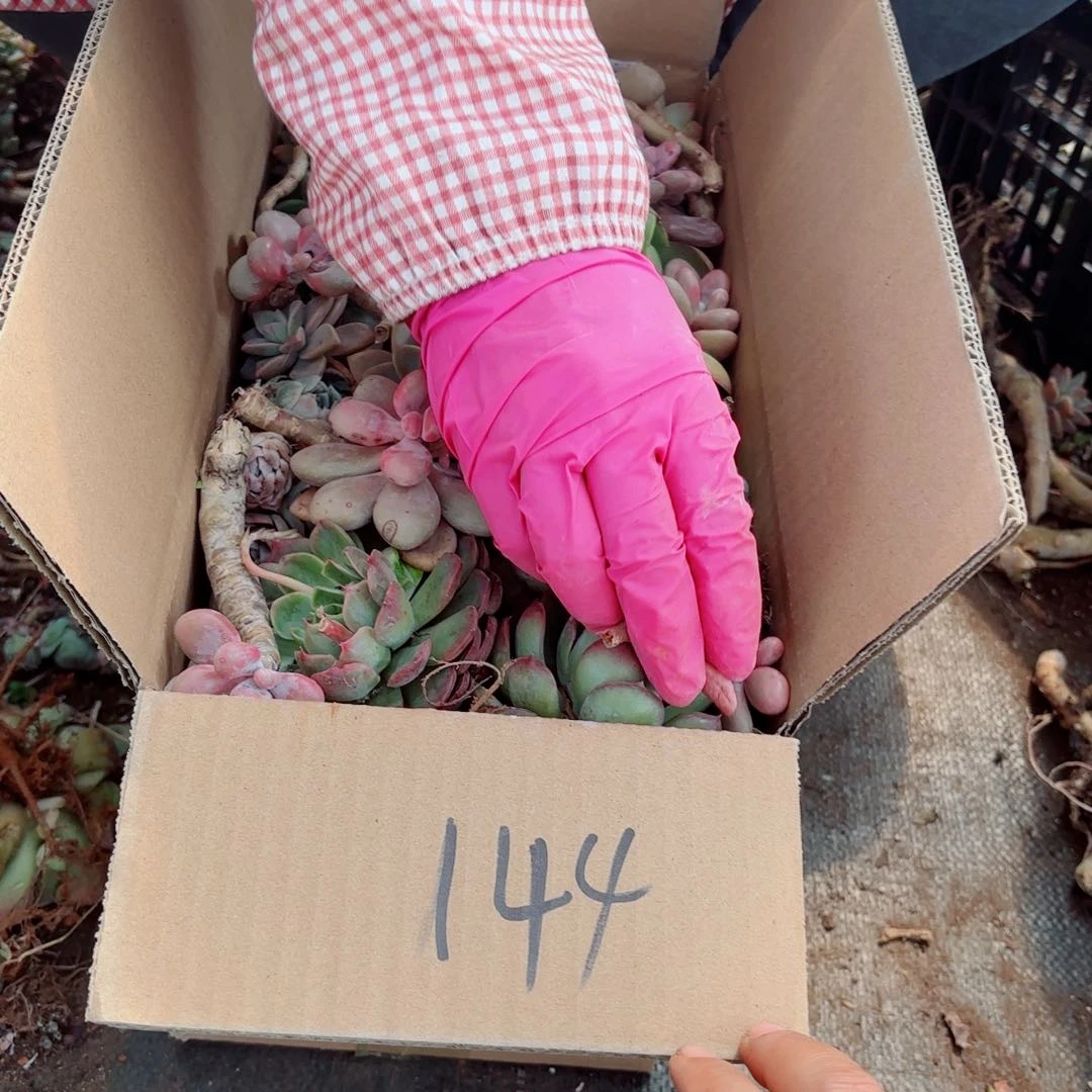 —**…不售后杂花144