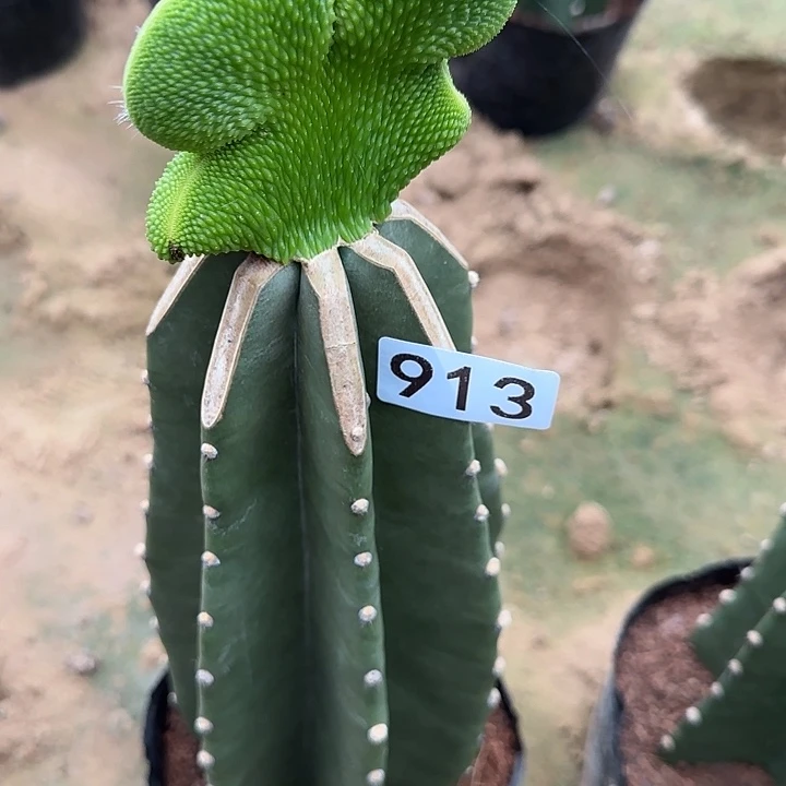 S***q无花朵嫁接青蛇缀913