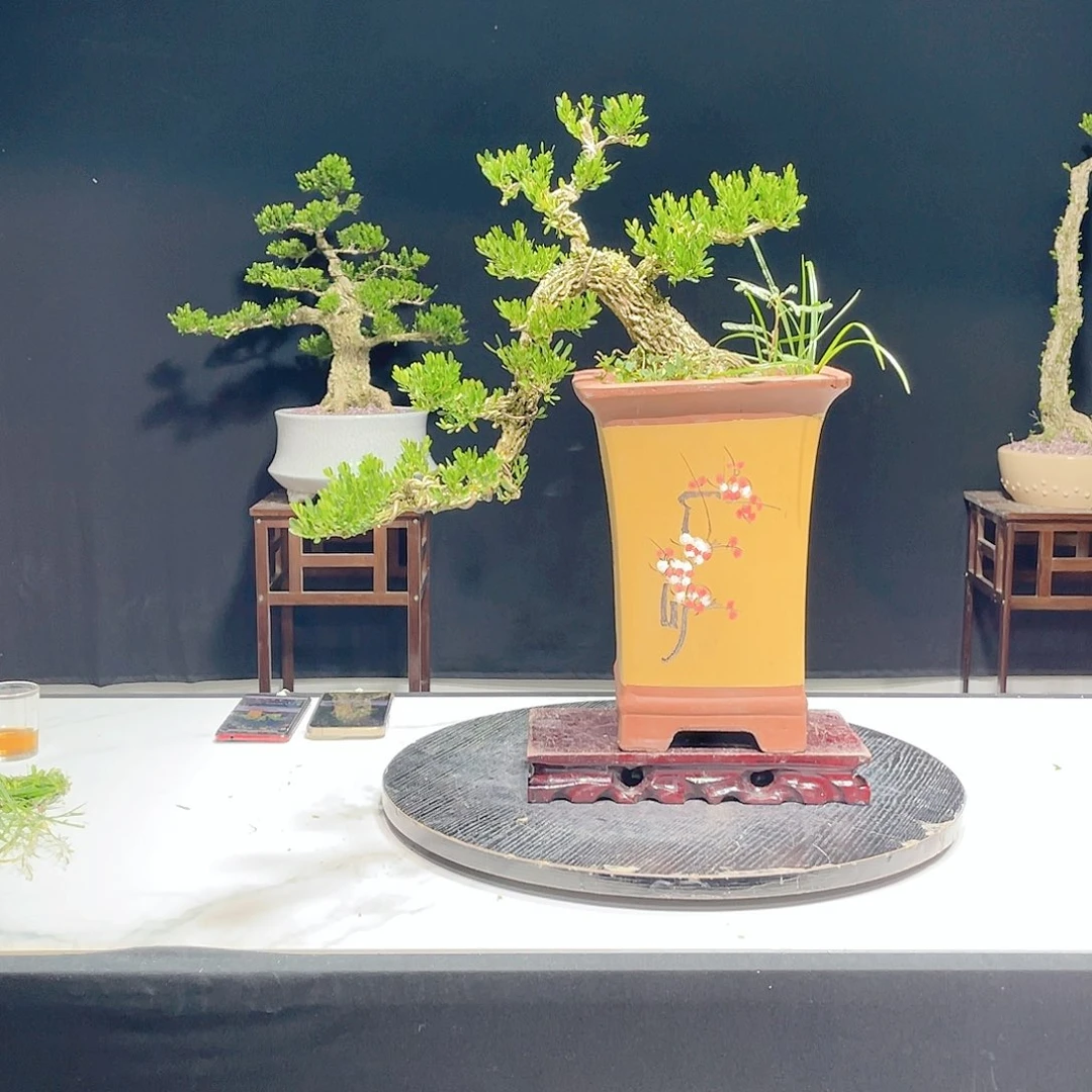 当前无花栽培后可以开花