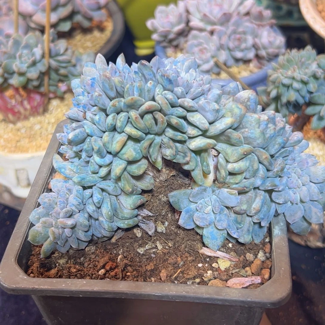 新年快乐 新年快乐