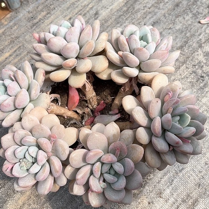 棠颂花卉一物一拍 白鹭 小妖