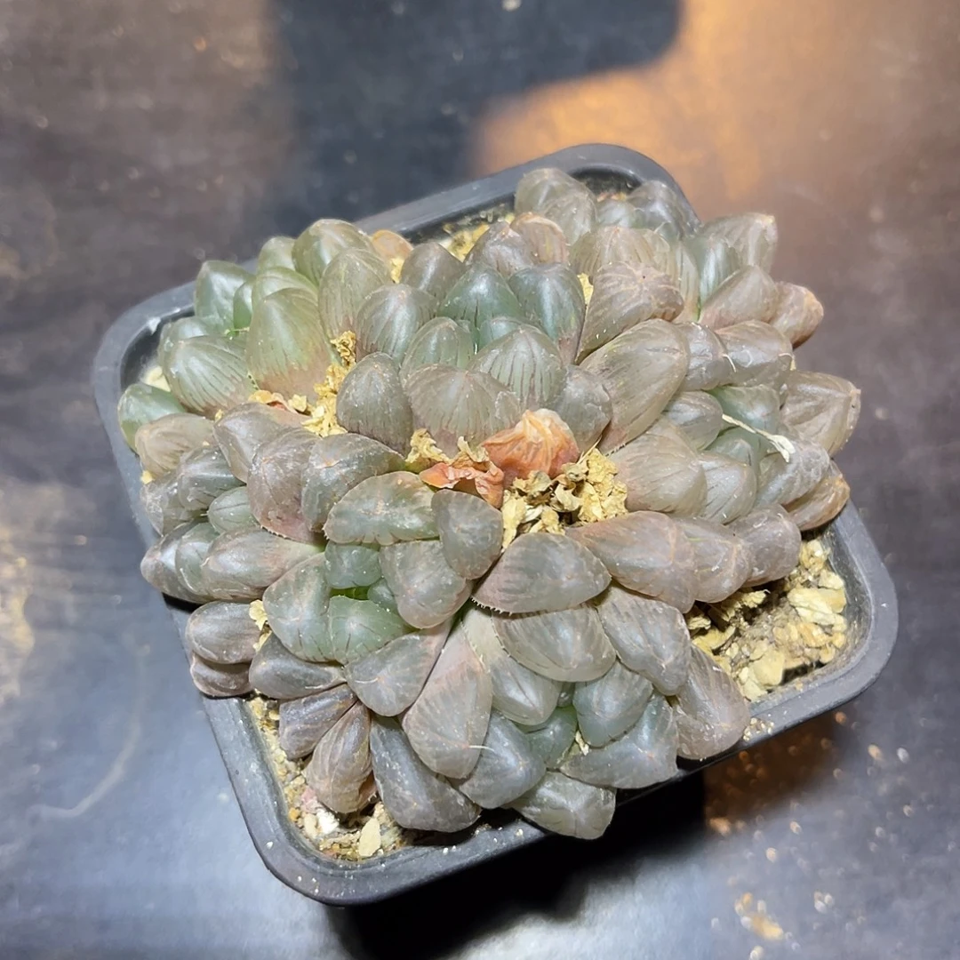 玉露大群一物一拍