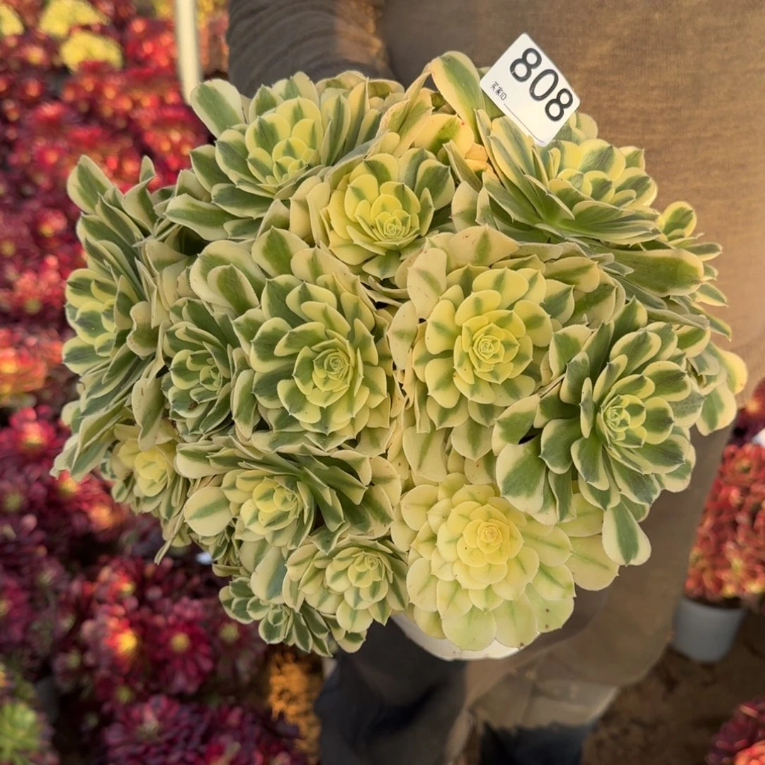 808绿豆沙多肉植物