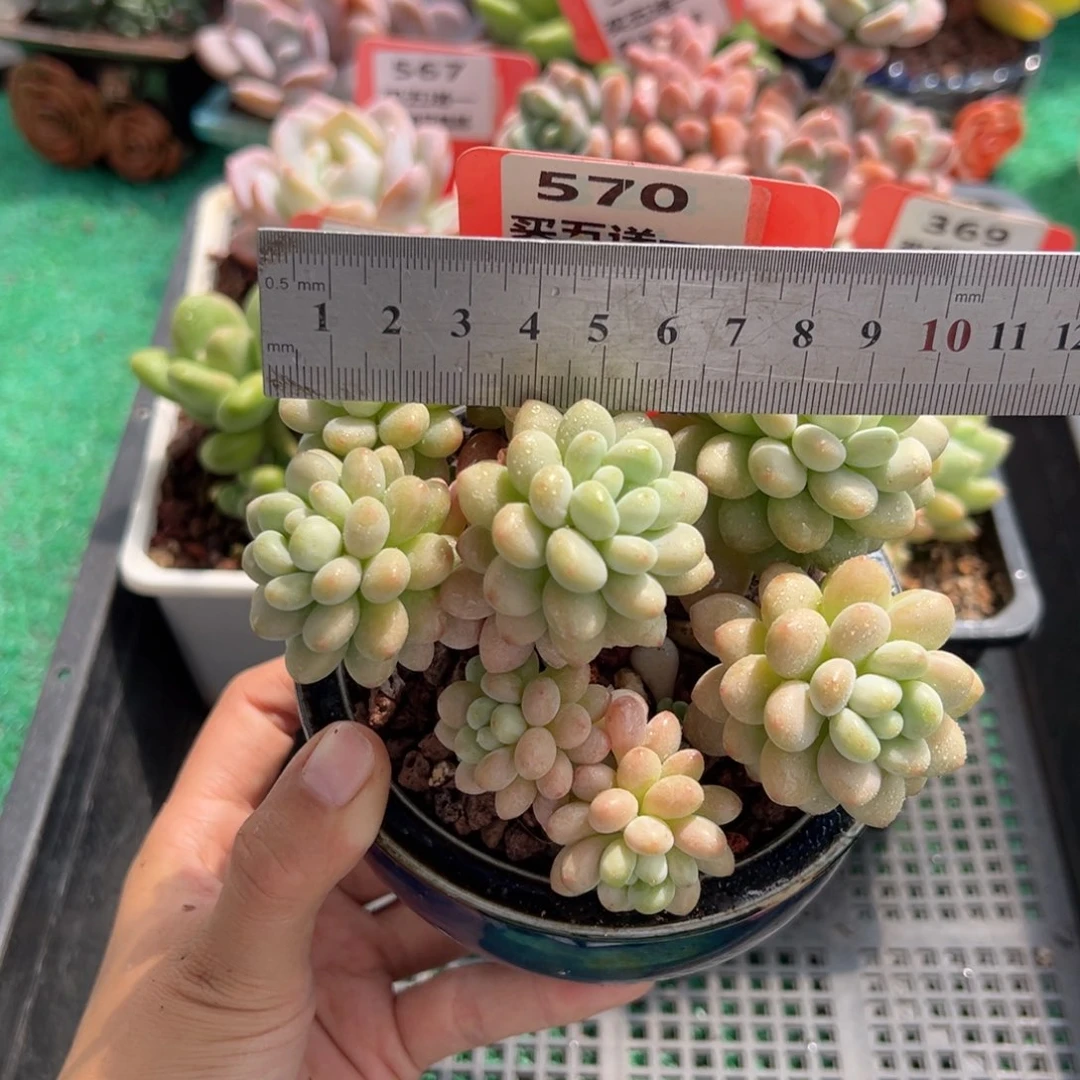 表妹精品多肉植物570.