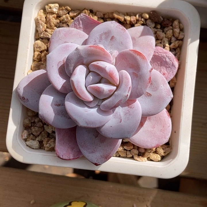 圆叶粉雪莲老桩多肉