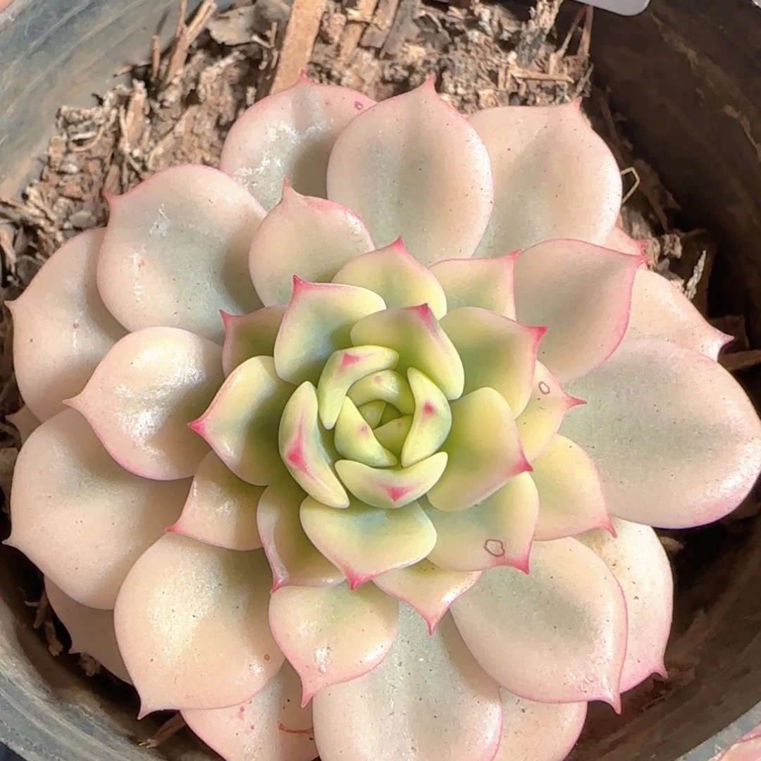 多肉1223-167艾格妮丝玫瑰锦