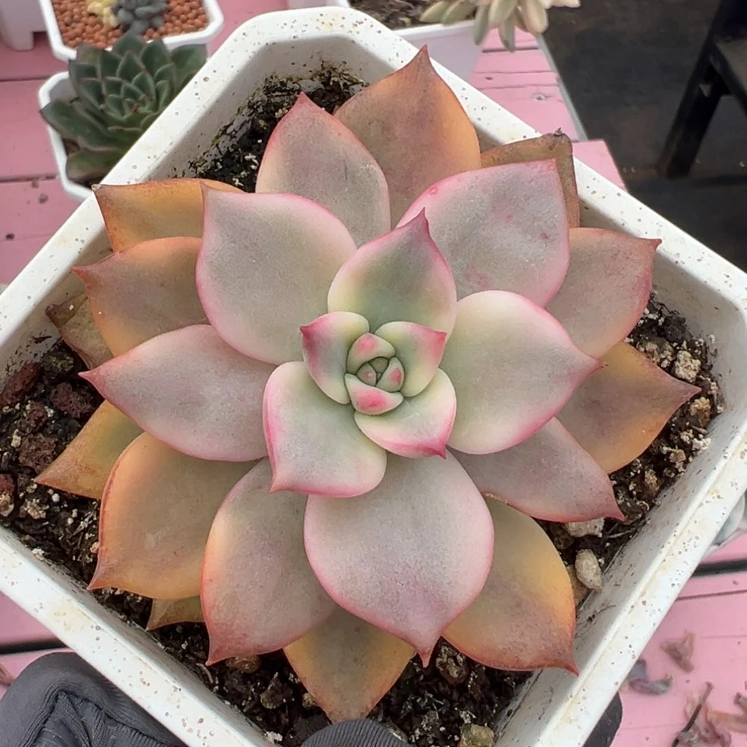 卡梅拉锦，覆轮锦。