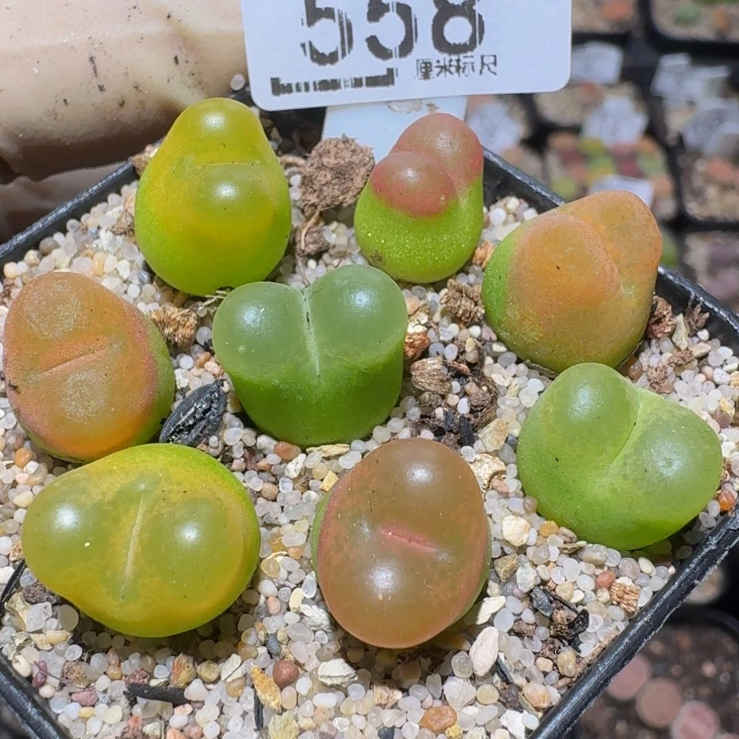 zzzz精品生石花558