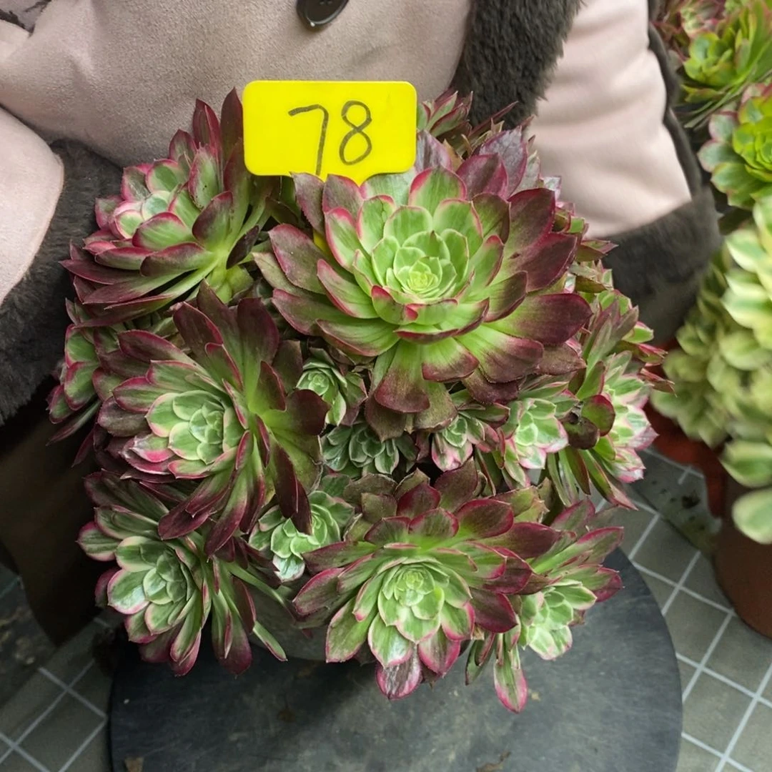 红陶78号莲花座一物一拍