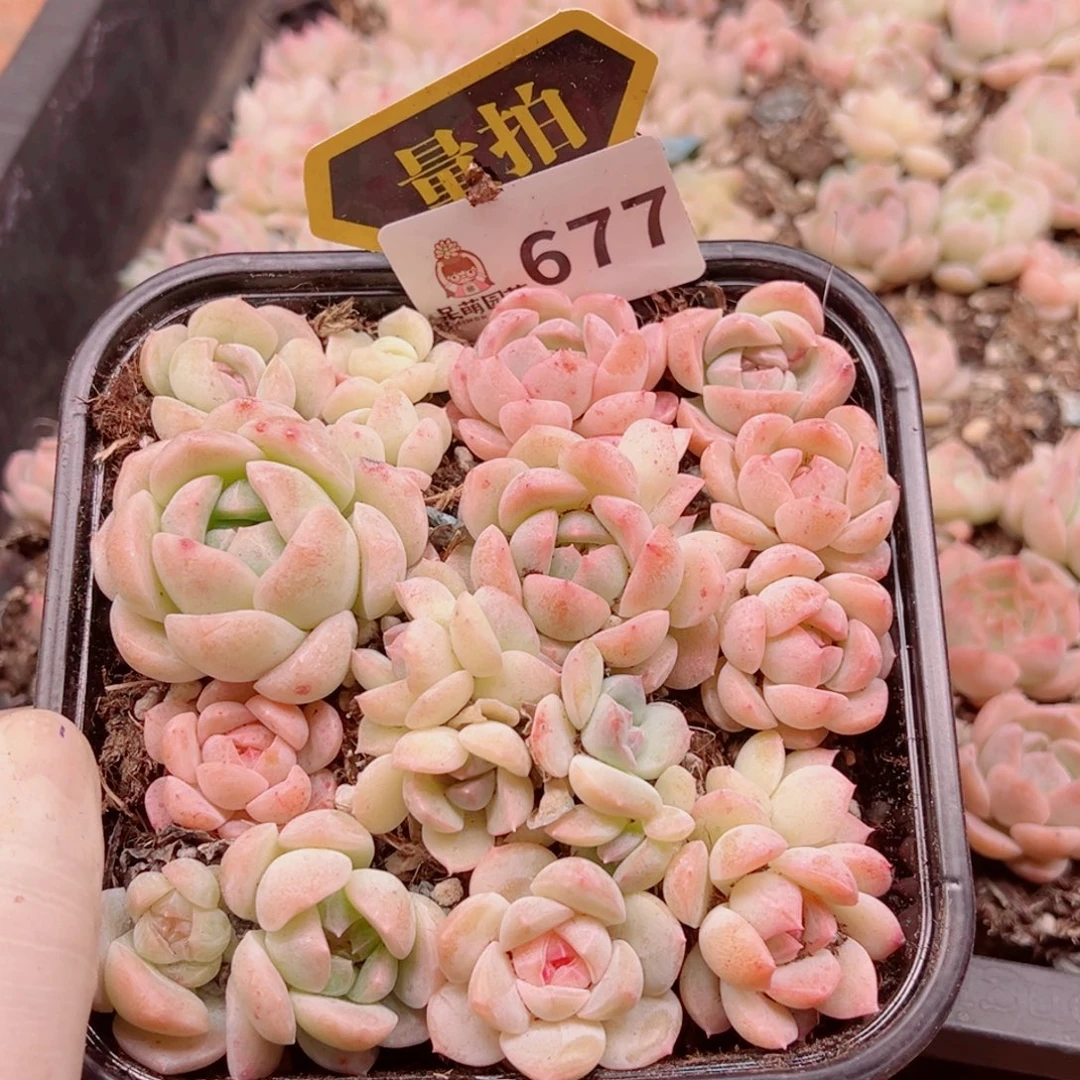 多肉植物多肉植物