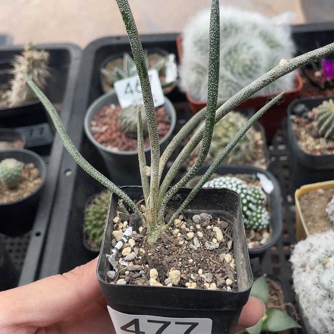 477美杜莎块根植物