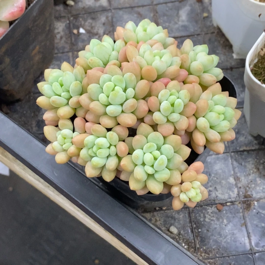 精品多肉一物一怕不包整360