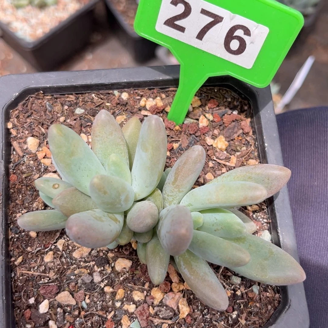 276白兰地多肉植物