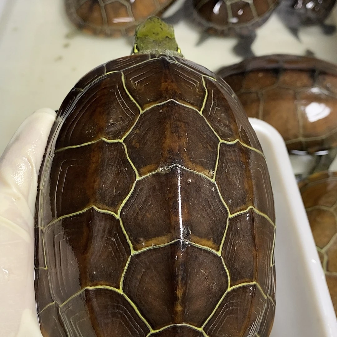 绿毛龟公999999999999