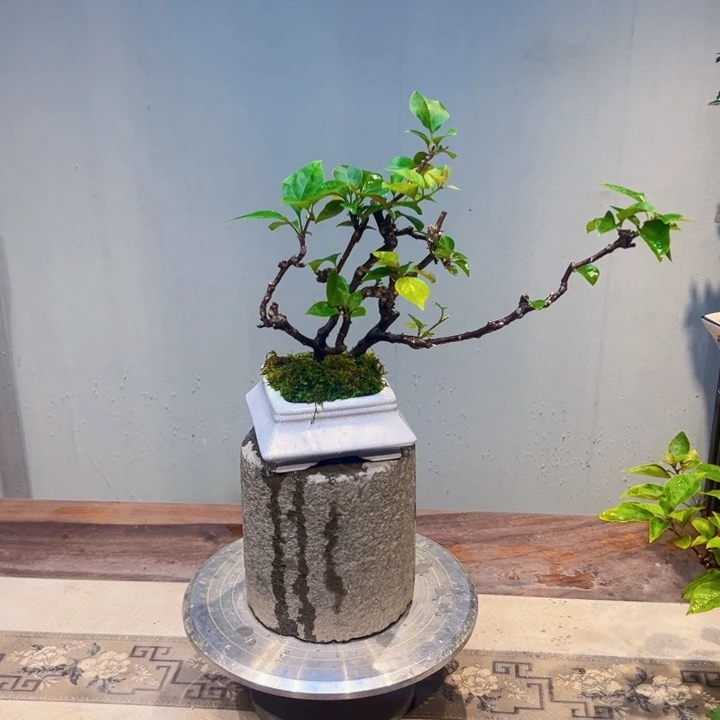 完全开放同安红三角梅
