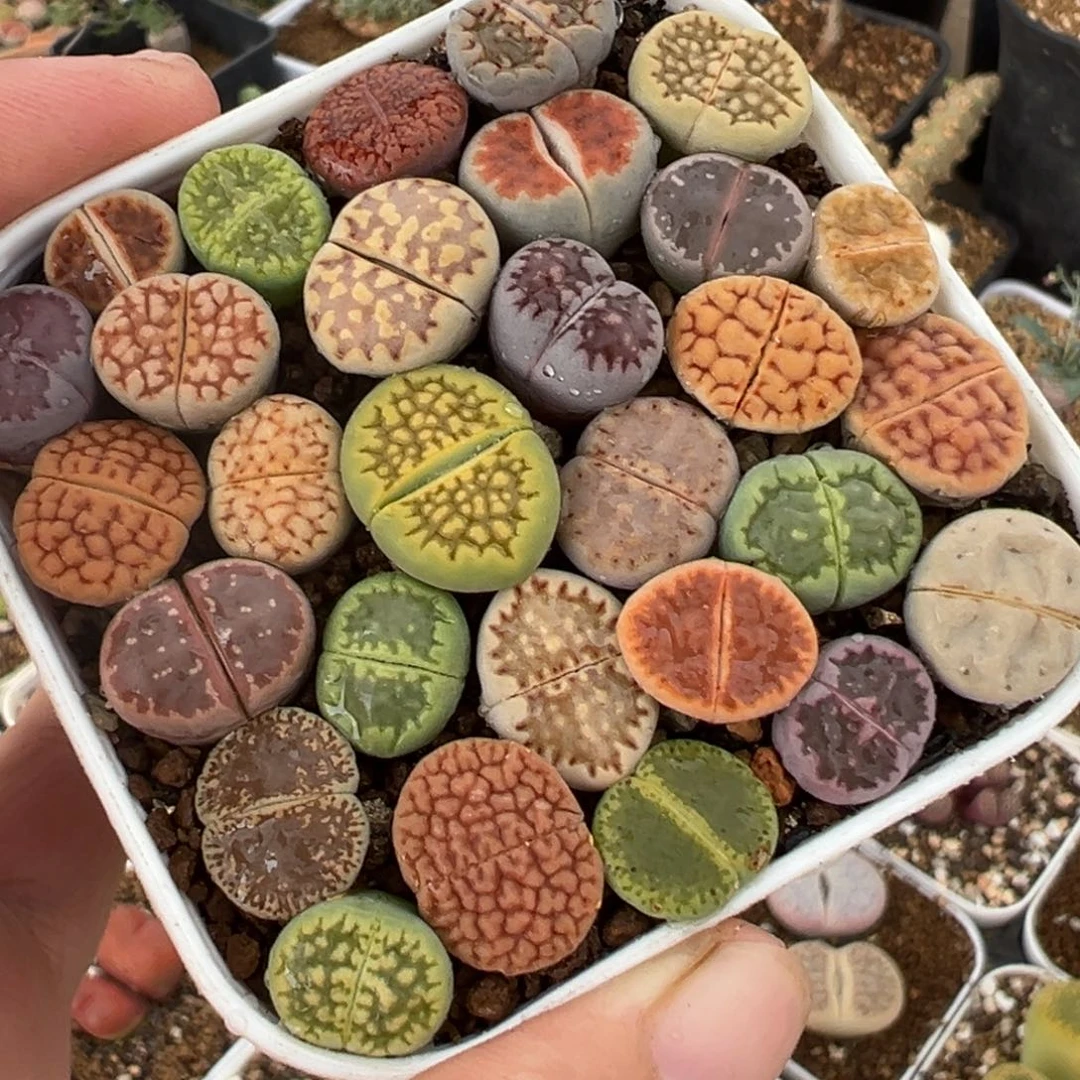 536多肉植物种类多样