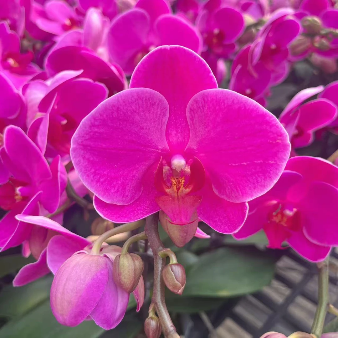 英姿兰园01【甜草莓】精美蝴蝶兰室内花卉