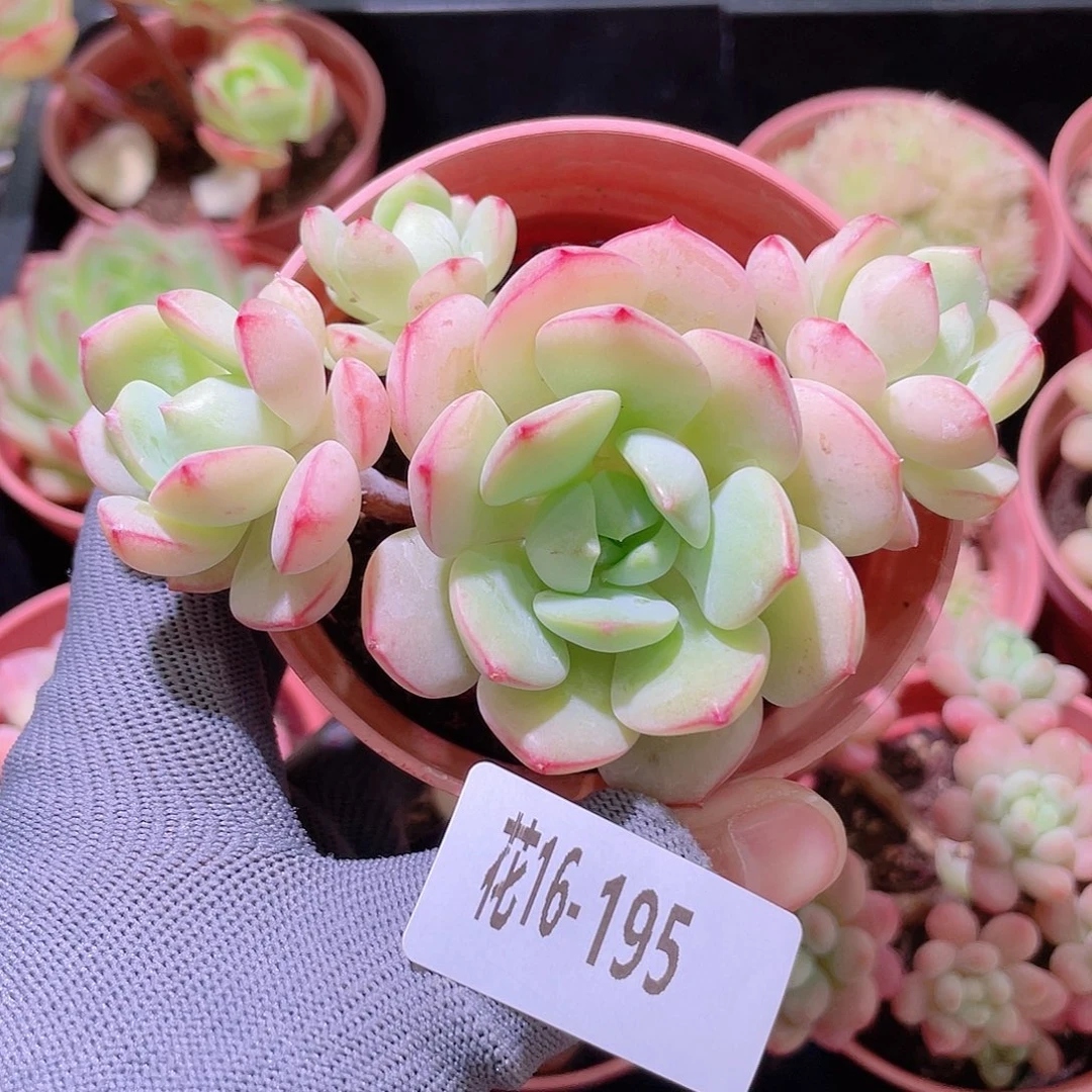 花利美16-195香草