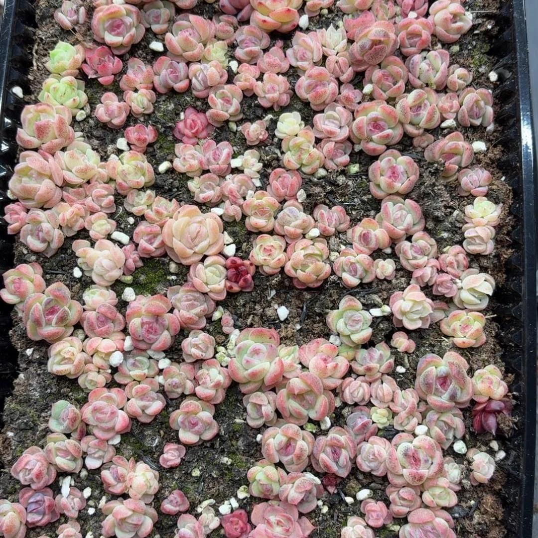 记***哦多肉植物多肉植物23